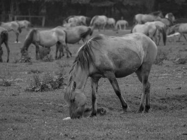 Almanya'da Vahşi atlar
