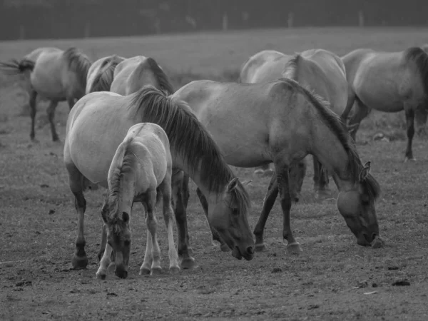 Dzikie Konie Niemczech — Zdjęcie stockowe