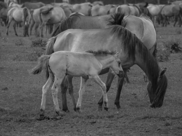 ウェストファリアの野生馬は — ストック写真