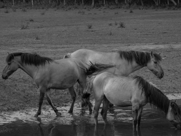 ウェストファリアの野生馬は — ストック写真