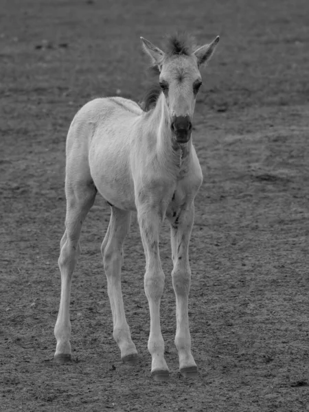 Chevaux Sauvages Westphalie — Photo