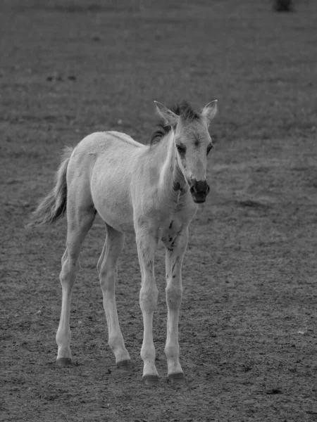 Chevaux Sauvages Westphalie — Photo