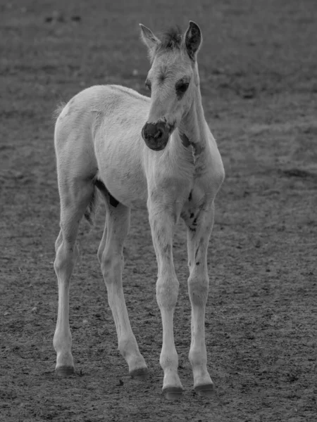 Chevaux Sauvages Westphalie — Photo