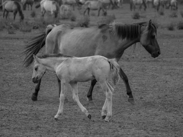 Vahşi atlar Westphalia 'da