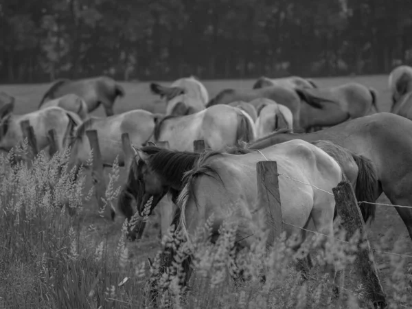 Chevaux Sauvages Westphalie — Photo