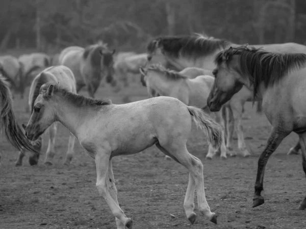 Άγρια Άλογα Στα Δυτικά — Φωτογραφία Αρχείου