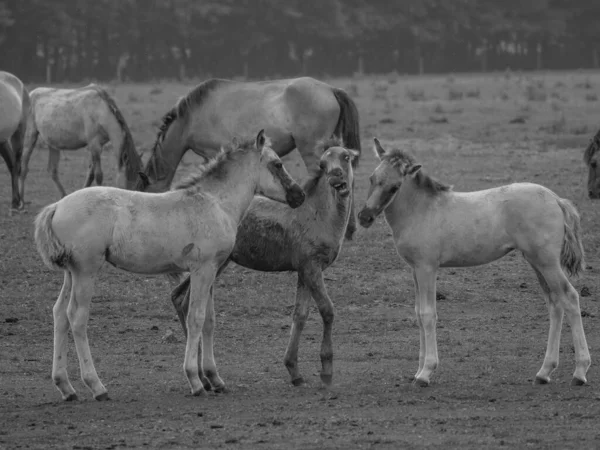 Chevaux Sauvages Westphalie — Photo