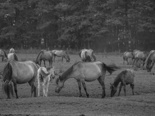 Wildpferde Westfalen — Stockfoto