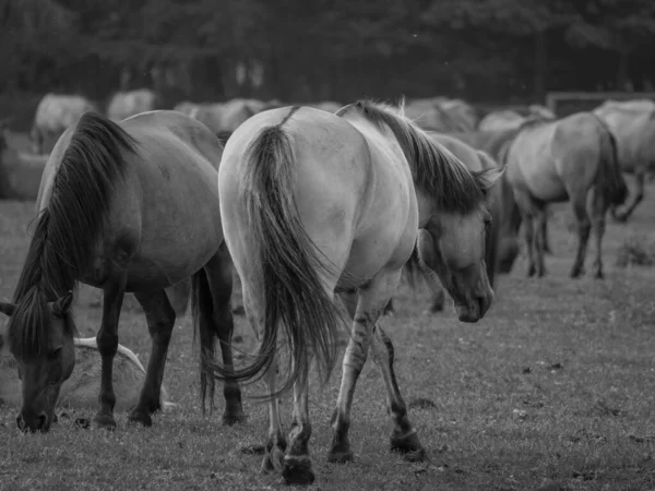 Wild Horses Westphalia — Stock Photo, Image