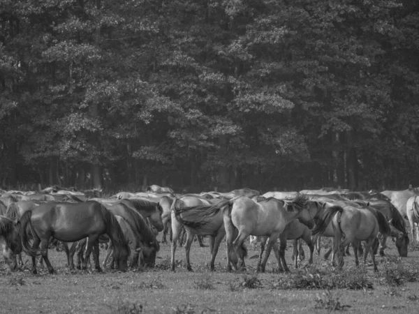 Chevaux Sauvages Westphalie — Photo