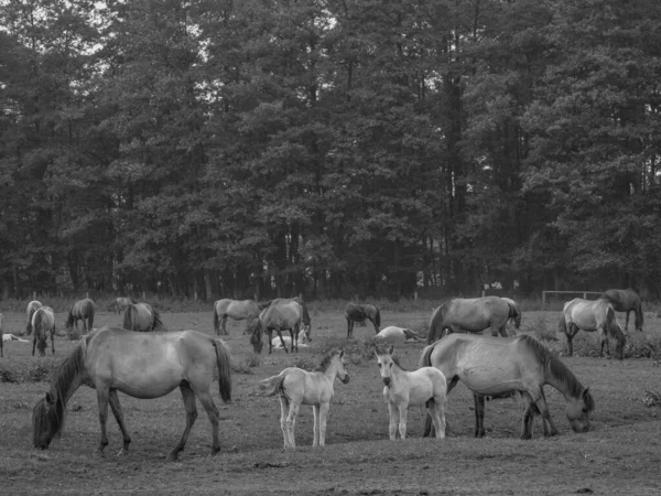 Wildpferde Westfalen — Stockfoto