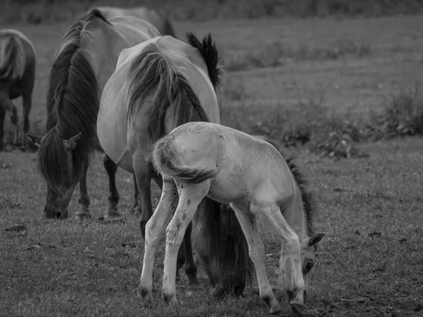 Chevaux Sauvages Westphalie — Photo