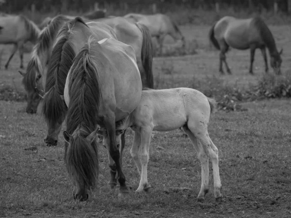 Wild Horses Westphalia — Stock Photo, Image