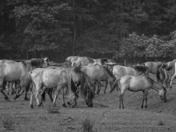 Wild Horses Westphalia — Stock Photo, Image