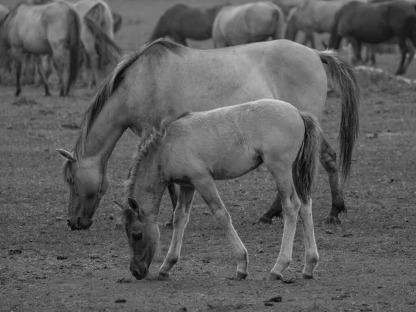 Vahşi atlar Westphalia 'da