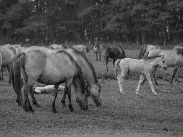 Vahşi atlar Westphalia 'da
