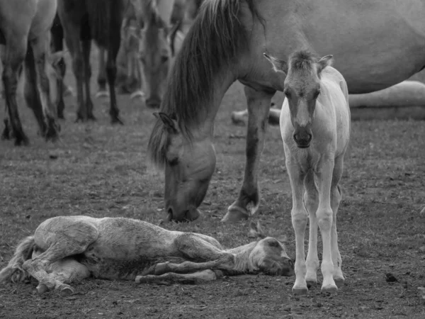Vahşi atlar Westphalia 'da
