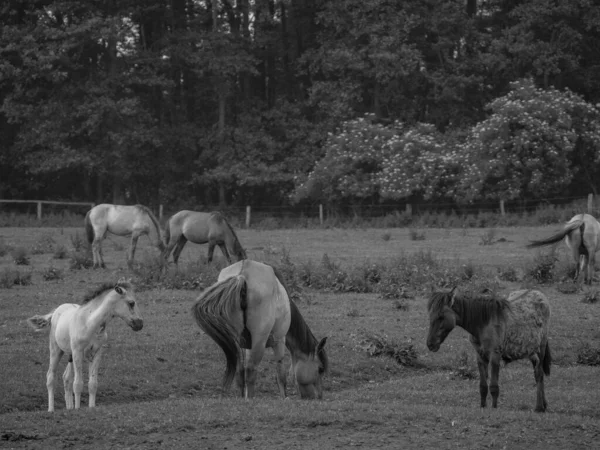 Chevaux Sauvages Westphalie — Photo