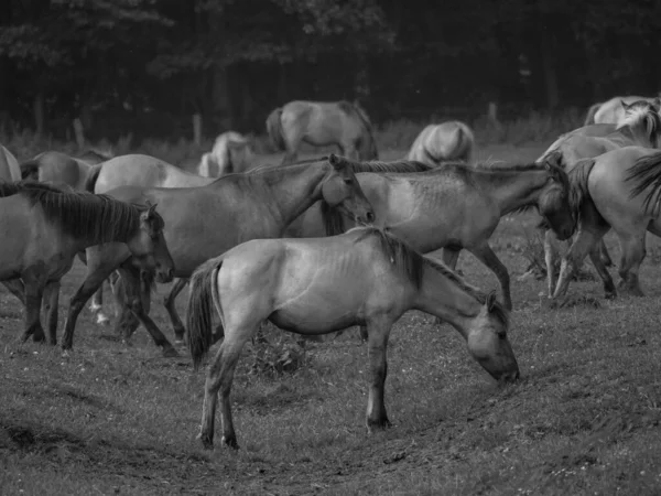 Cavalos Selvagens Westphalia — Fotografia de Stock