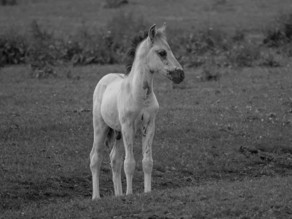 Wild Horses Westphalia — Stock Photo, Image