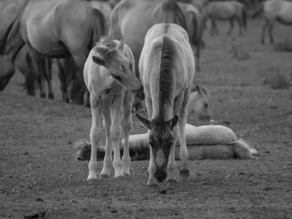 Vahşi atlar Westphalia 'da