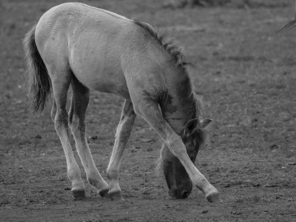 Chevaux Sauvages Westphalie — Photo