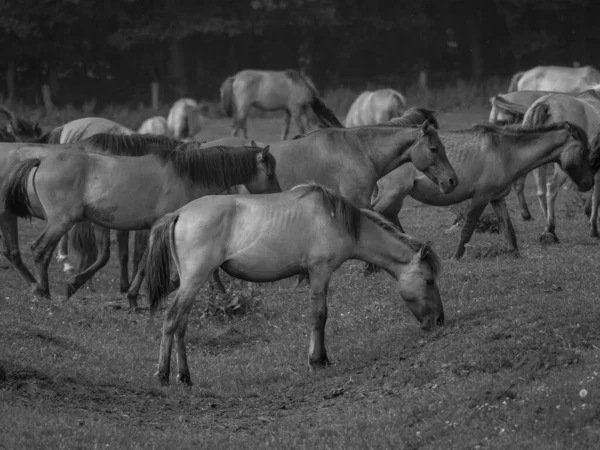 Vahşi Atlar Westphalia — Stok fotoğraf