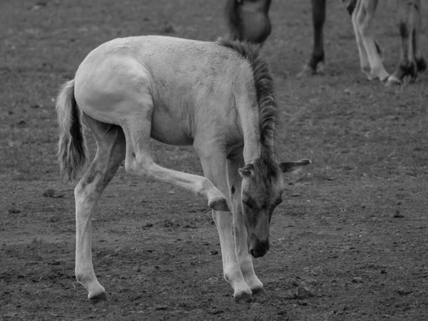 Chevaux Sauvages Westphalie — Photo