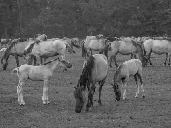 Cavalos Selvagens Westphalia — Fotografia de Stock