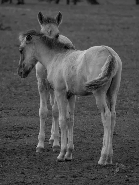 Cavalos Selvagens Westphalia — Fotografia de Stock