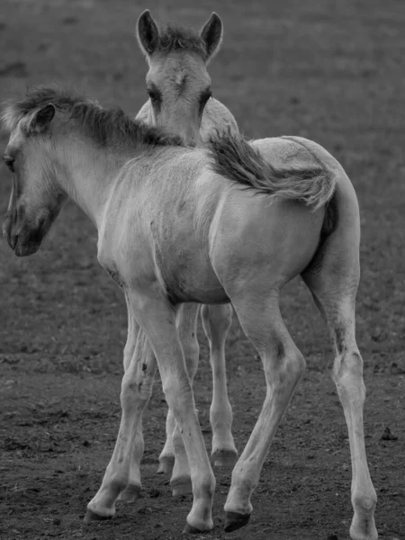 Vahşi atlar Westphalia 'da