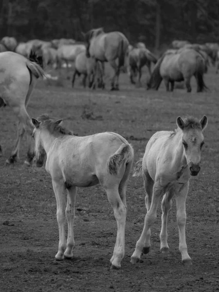 Vahşi Atlar Westphalia — Stok fotoğraf