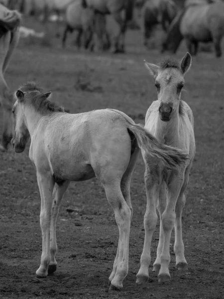 Vahşi atlar Westphalia 'da