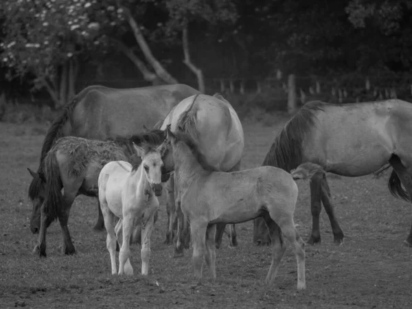 Dzikie Konie Westfalii — Zdjęcie stockowe