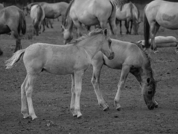 Chevaux Sauvages Westphalie — Photo