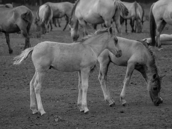 Almanya'da Vahşi atlar