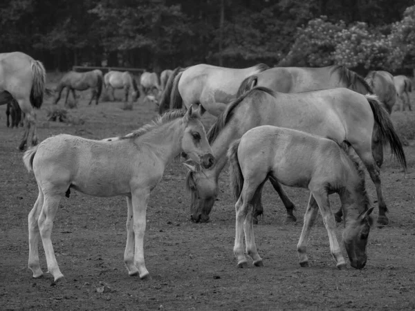 ドイツで野生の馬 — ストック写真