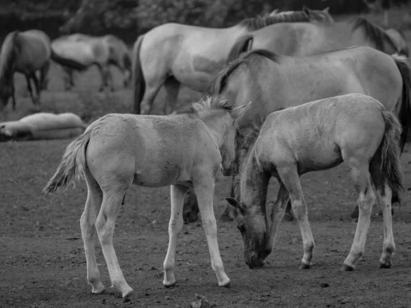 Wild Horses Germany — Stock Photo, Image