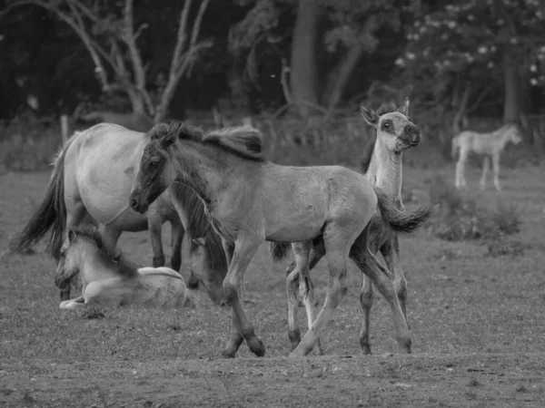 Wilde Paarden Duitsland — Stockfoto