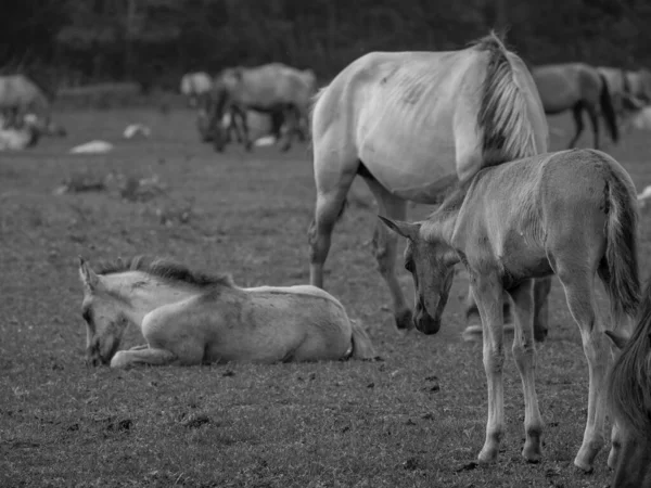 Almanya'da Vahşi atlar