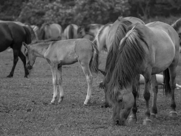 Wildpferde Deutschland — Stockfoto