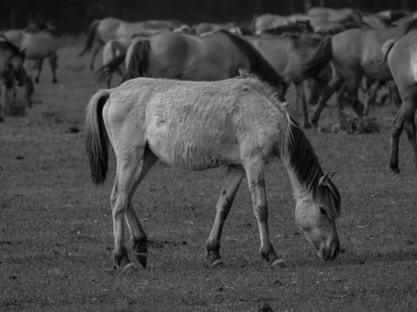 Almanya'da Vahşi atlar
