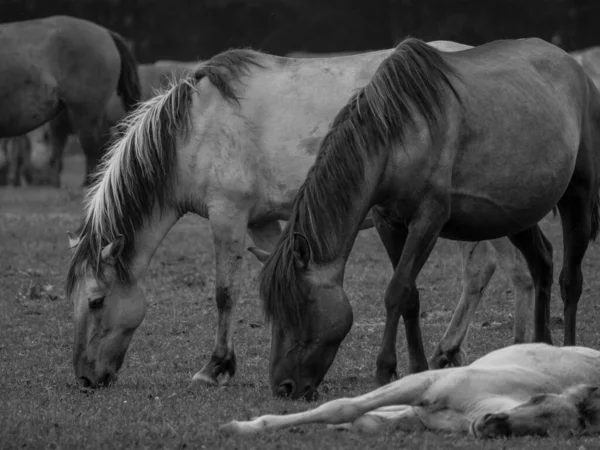 Almanya'da Vahşi atlar