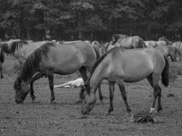 Wildpferde Deutschland — Stockfoto