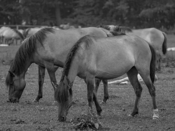 Cavalos Selvagens Alemanha — Fotografia de Stock