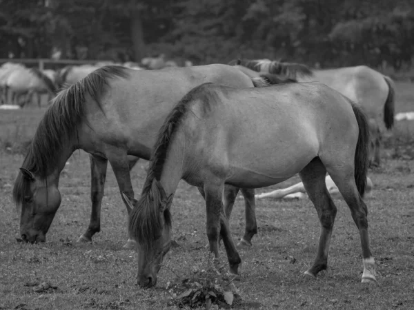 Almanya'da Vahşi atlar