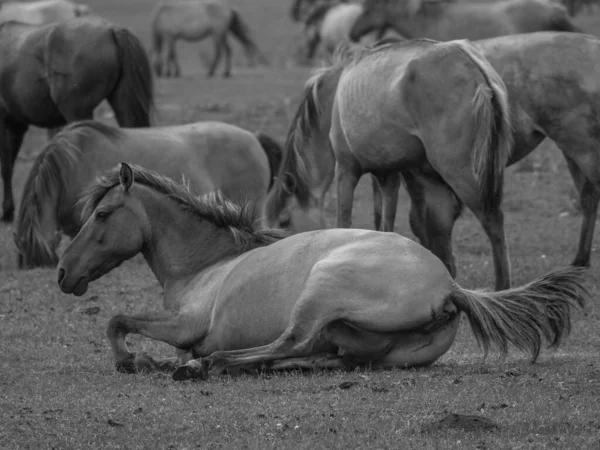 Almanya'da Vahşi atlar