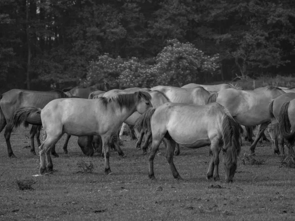 Almanya'da Vahşi atlar