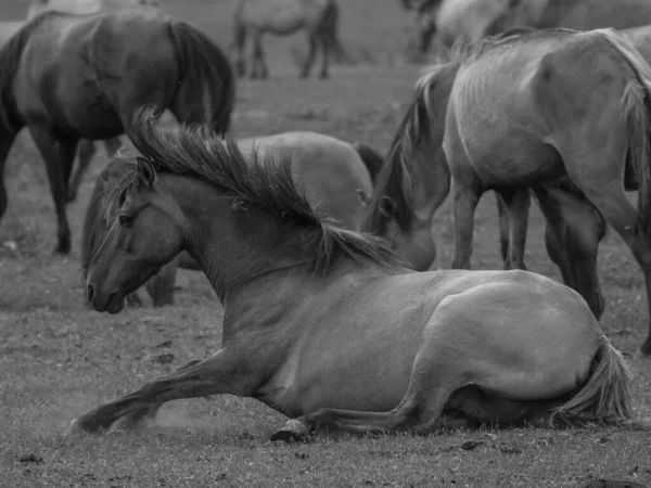 Almanya'da Vahşi atlar