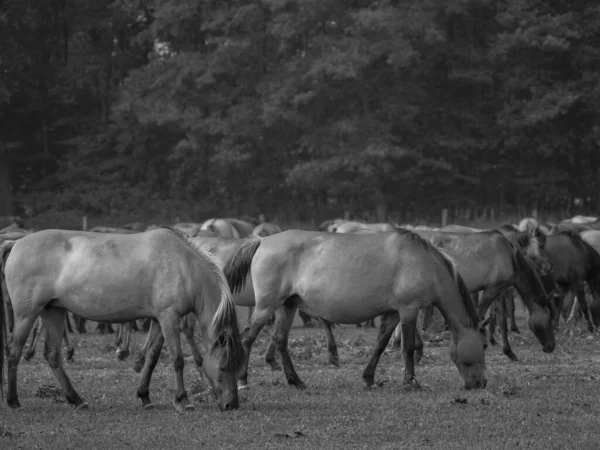 Wild Horses Germany — Stock Photo, Image